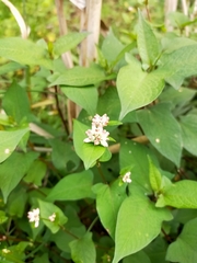 Persicaria thunbergii
