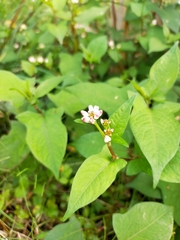 Persicaria thunbergii