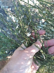 Cytisus multiflorus