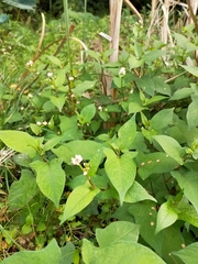 Persicaria thunbergii