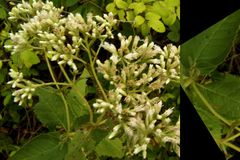 Eupatorium godfreyanum