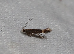 Aproaerema simplexella