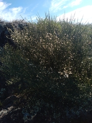 Cytisus multiflorus