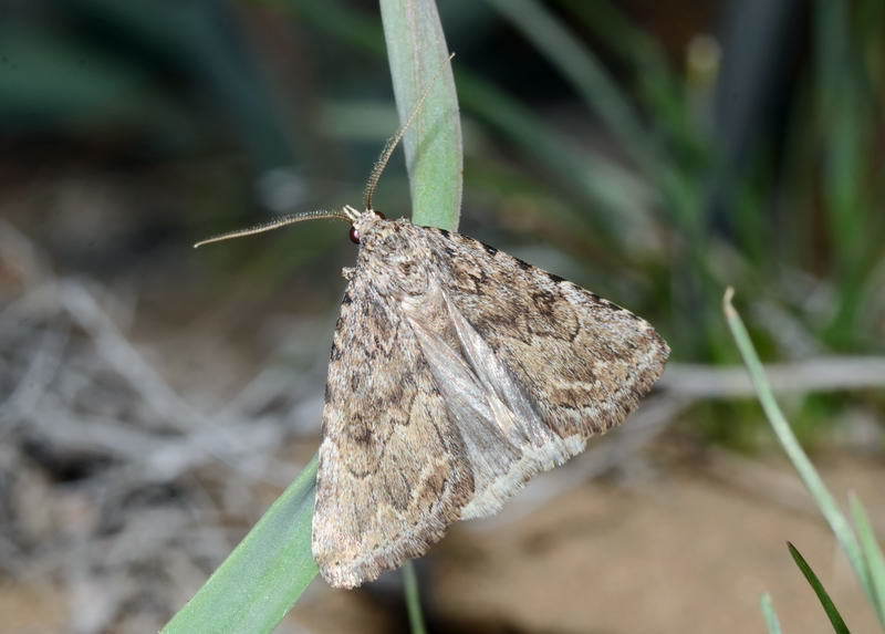 Anumeta palpangularis
