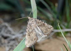 Anumeta palpangularis