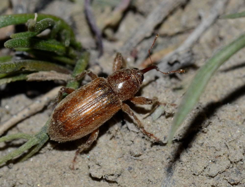 Rodotymus