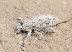 Trichocleonus leucophyllus