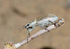 Diglossotrox steveni