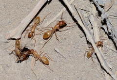 Camponotus turkestanus
