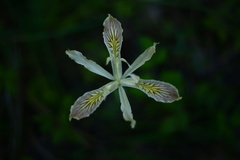 Iris chrysophylla