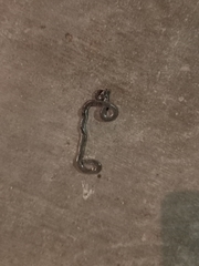 Leptotyphlopidae