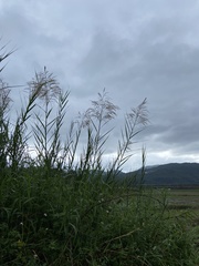 Phragmites vallatoria