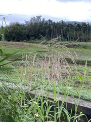 Phragmites vallatoria