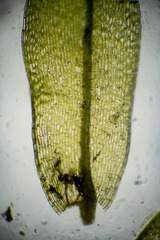 Tayloria lingulata