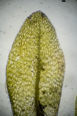 Tayloria lingulata