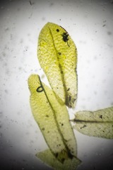 Tayloria lingulata