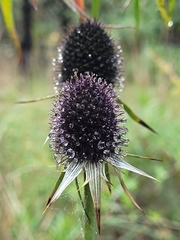 Eryngium proteiflorum