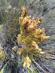 Erica leucanthera