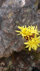 Bobartia rufa