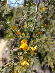 Adesmia confusa
