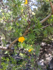 Adesmia confusa