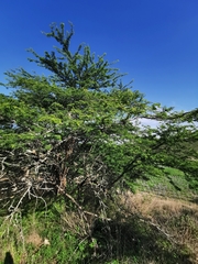 Havardia acatlensis