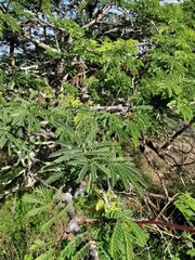 Havardia acatlensis