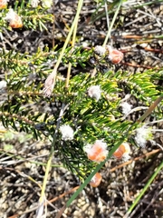 Trichocephalus stipularis