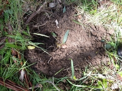 Tachyglossus aculeatus