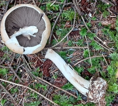 Agaricus smithianus