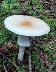 Agaricus smithianus