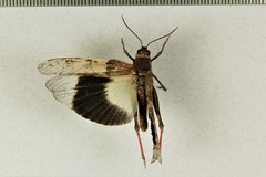 Trimerotropis californica