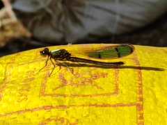 Aristocypha trifasciata