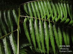 Cibotium taiwanense