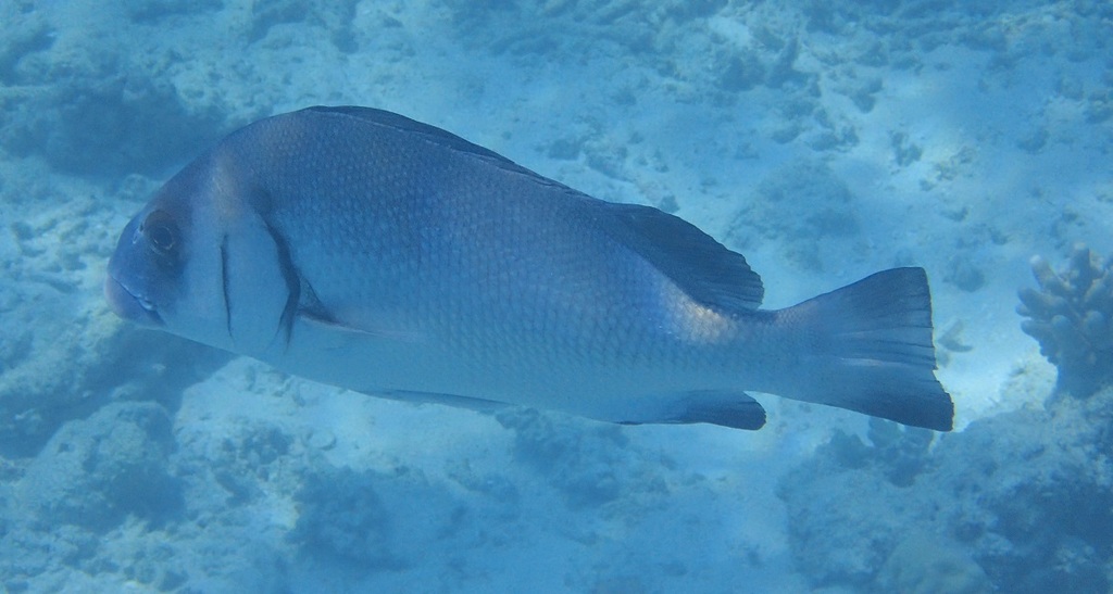 Brown Sweetlips