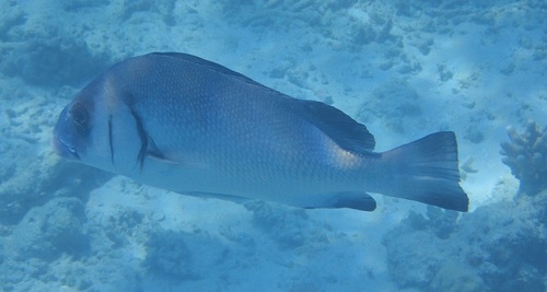Brown Sweetlips