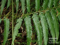 Cibotium taiwanense