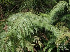 Cibotium taiwanense