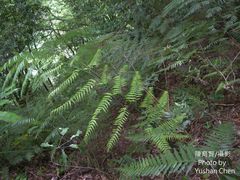 Cibotium taiwanense