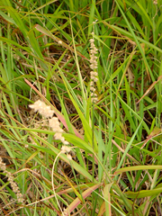 Cenchrus caliculatus