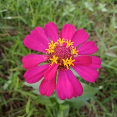 Zinnia elegans