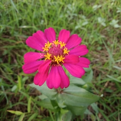 Zinnia elegans