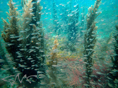 Ambassis jacksoniensis