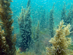 Ambassis jacksoniensis