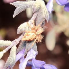 Oxyopes punctatus