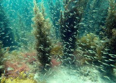 Ambassis jacksoniensis