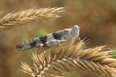 Trimerotropis californica