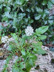 Valeriana italica