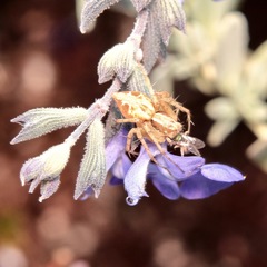 Oxyopes punctatus