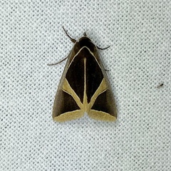 Agamana conjungens